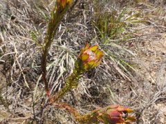 Leucadendron stelligerum