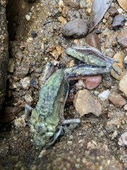 Ranoidea lesueuri