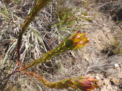 Leucadendron stelligerum