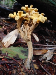 Dendrosphaera eberhardtii