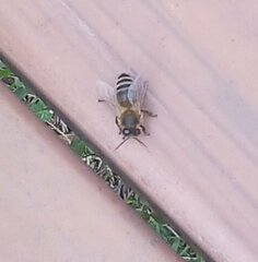 Apis mellifera