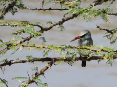 Halcyon senegalensis
