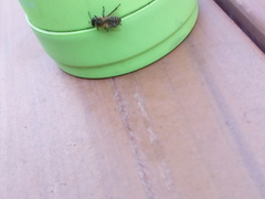 Apis mellifera