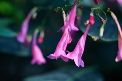 Strobilanthes hamiltoniana