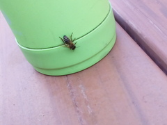 Apis mellifera