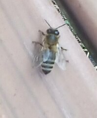 Apis mellifera