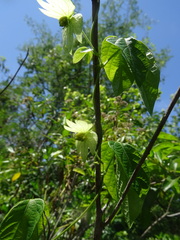 Dalechampia capensis