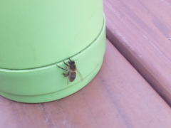 Apis mellifera