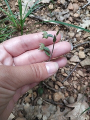 Epipactis microphylla