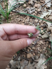 Epipactis microphylla