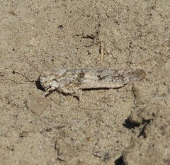 Trimerotropis maritima