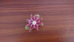 Dillenia suffruticosa