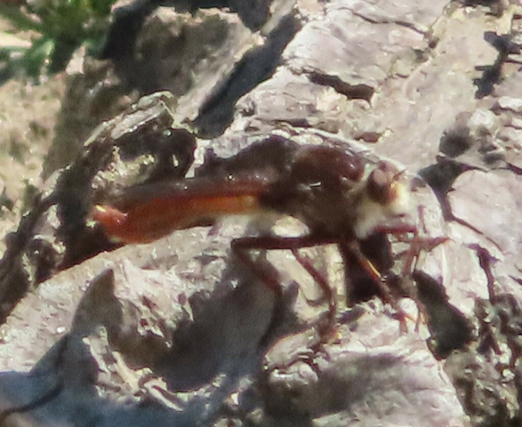 Western Red-tailed Marauder