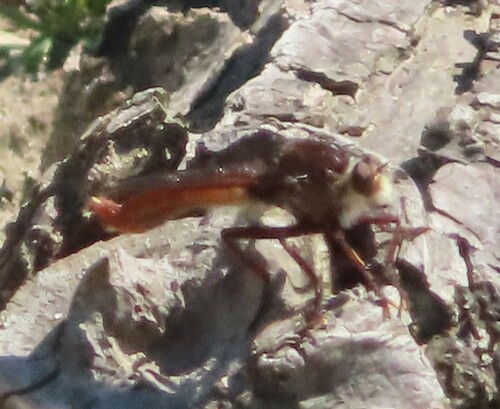 Western Red-tailed Marauder