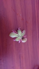 Dillenia suffruticosa