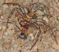 Xysticus audax