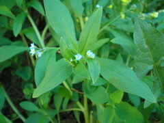 Myosotis sparsiflora