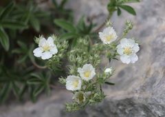 Potentilla caulescens