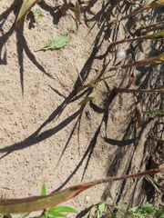 Trimerotropis maritima