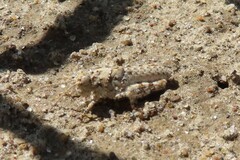 Trimerotropis maritima