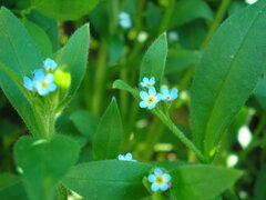 Myosotis sparsiflora