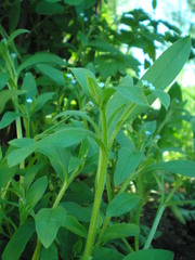 Myosotis sparsiflora