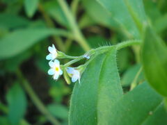 Myosotis sparsiflora