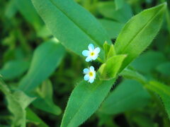 Myosotis sparsiflora