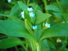 Myosotis sparsiflora