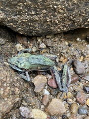 Ranoidea lesueuri