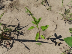 Amaranthus tuberculatus