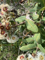 Angophora hispida