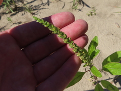 Amaranthus tuberculatus
