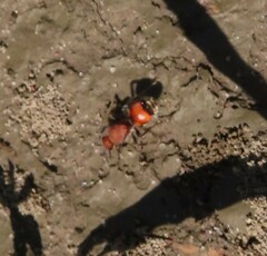 Dasymutilla bioculata