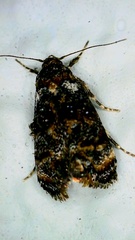 Corocosma memorabilis