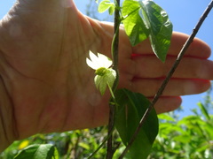 Dalechampia capensis