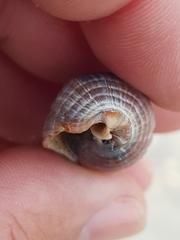 Tritia reticulata