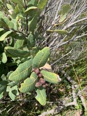 Angophora hispida
