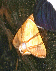 Eulepidotis addens