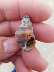 Tritia reticulata