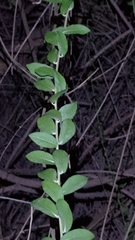 Tarlmounia elliptica