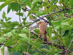 Cisticola erythrops