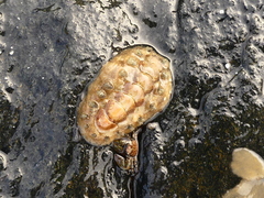 Acanthochitona zelandica