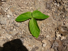 Dalechampia capensis