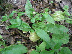 Myosotis sparsiflora