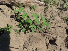 Croton
