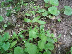 Myosotis sparsiflora