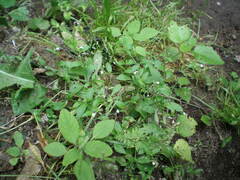 Myosotis sparsiflora