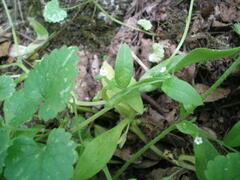 Myosotis sparsiflora