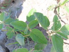 Croton